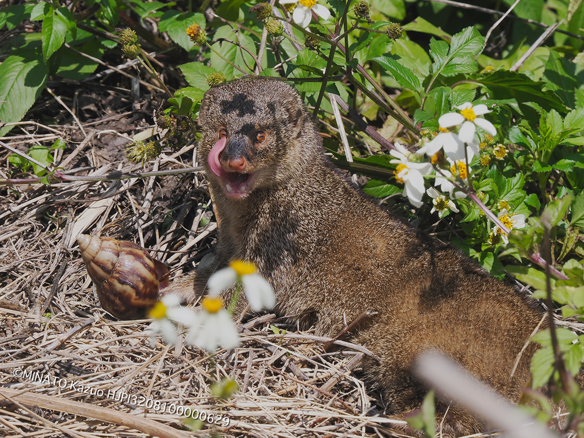 フイリマングース