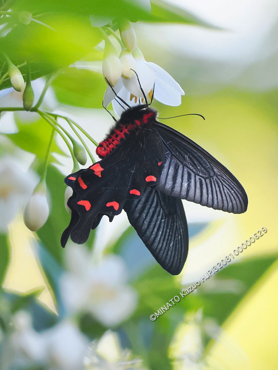 ジャコウアゲハ