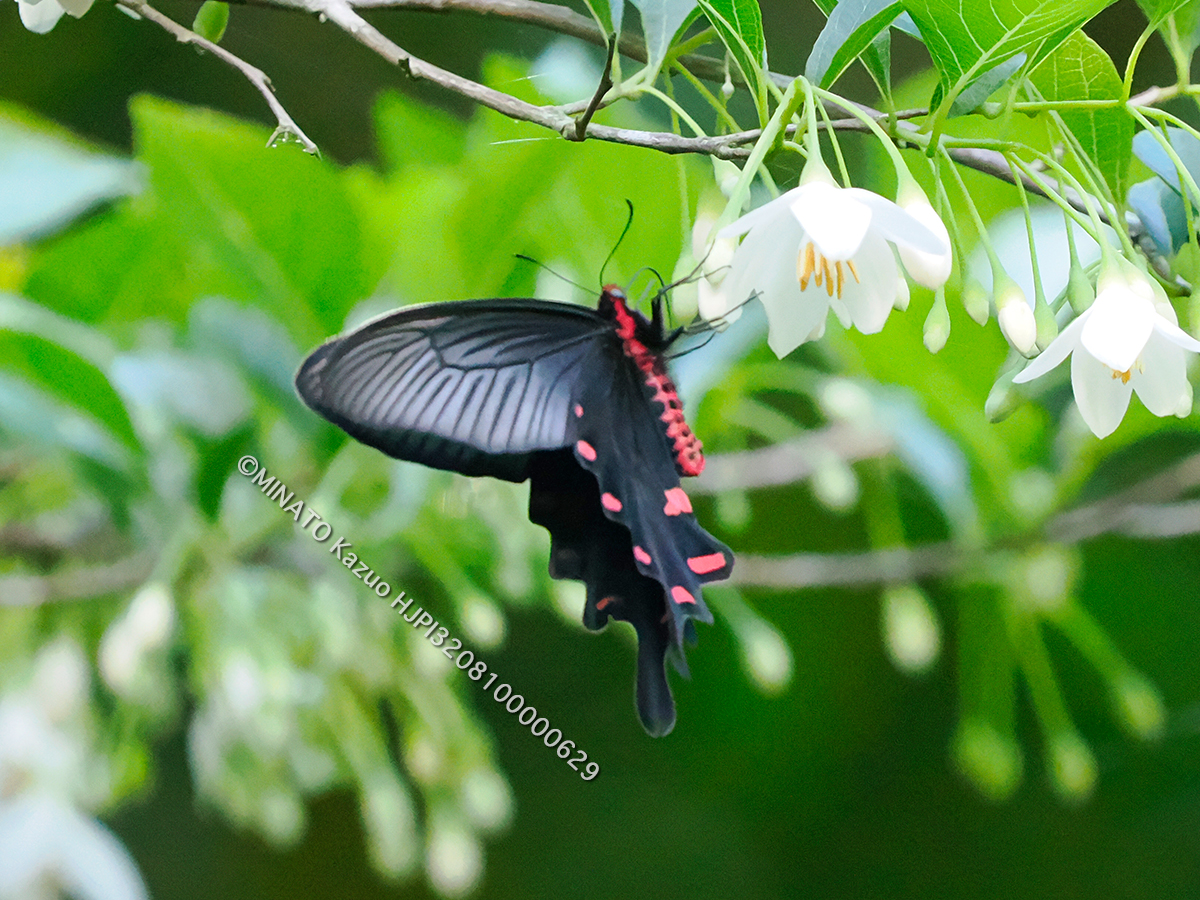 ジャコウアゲハ