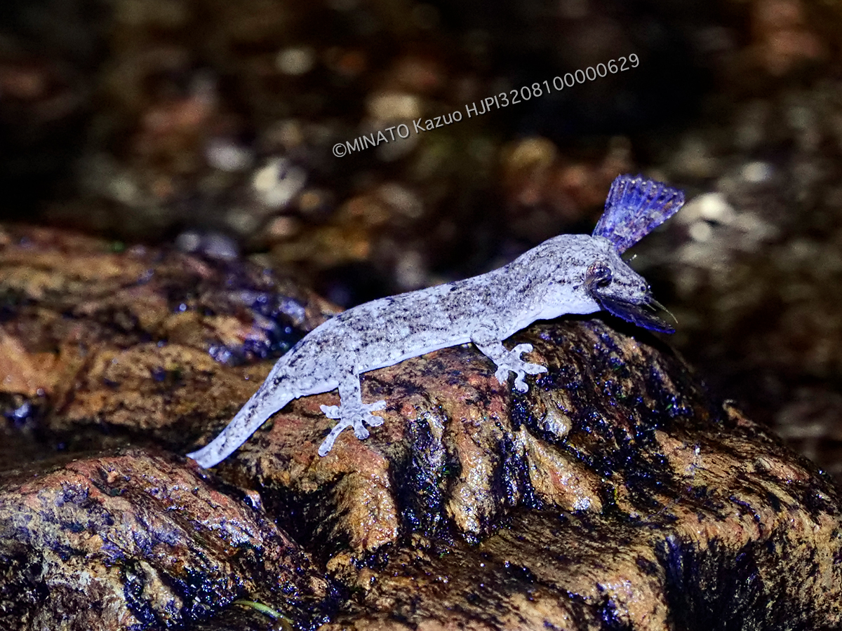 オキナワヤモリ