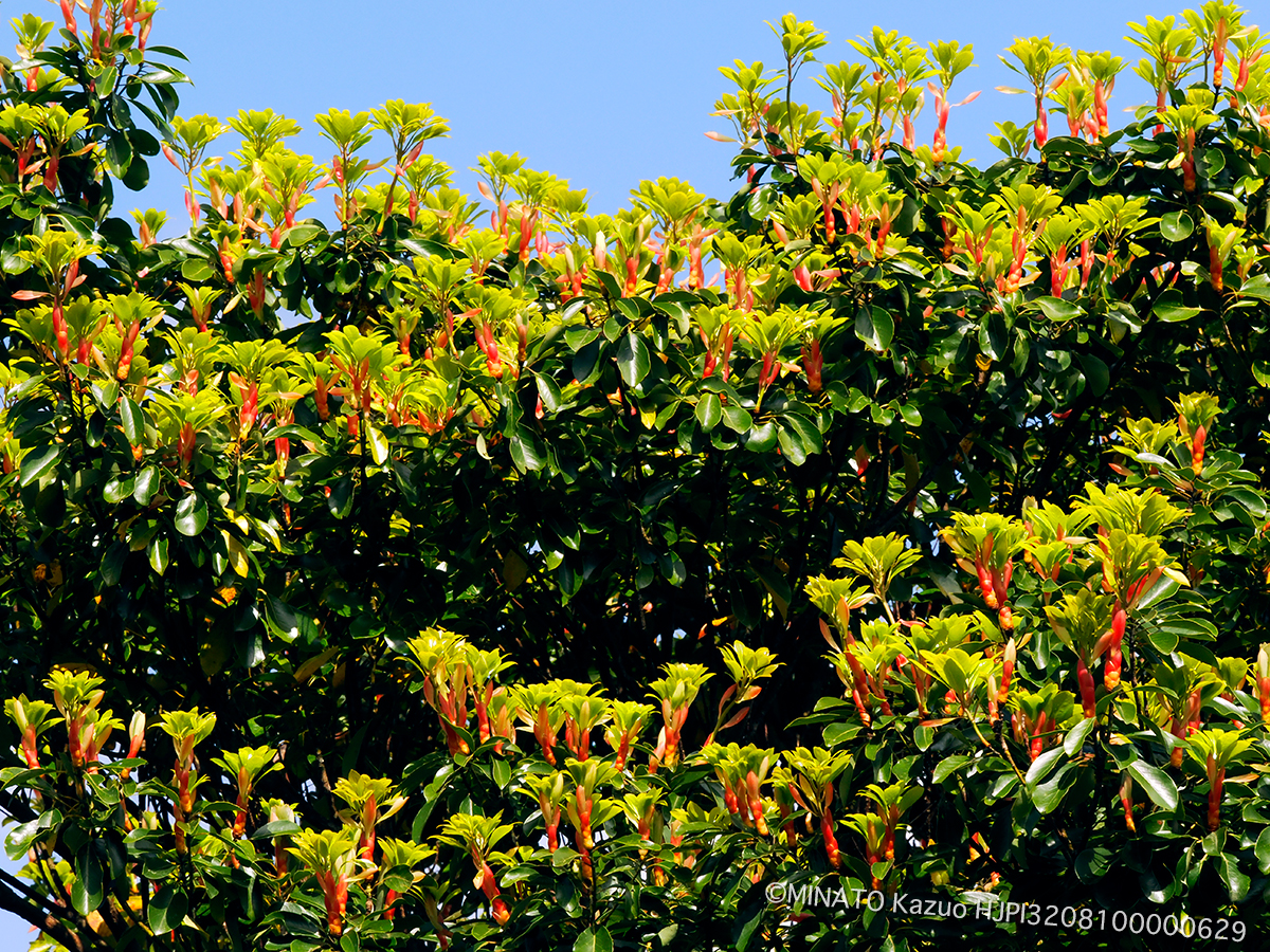 タブノキ芽吹き