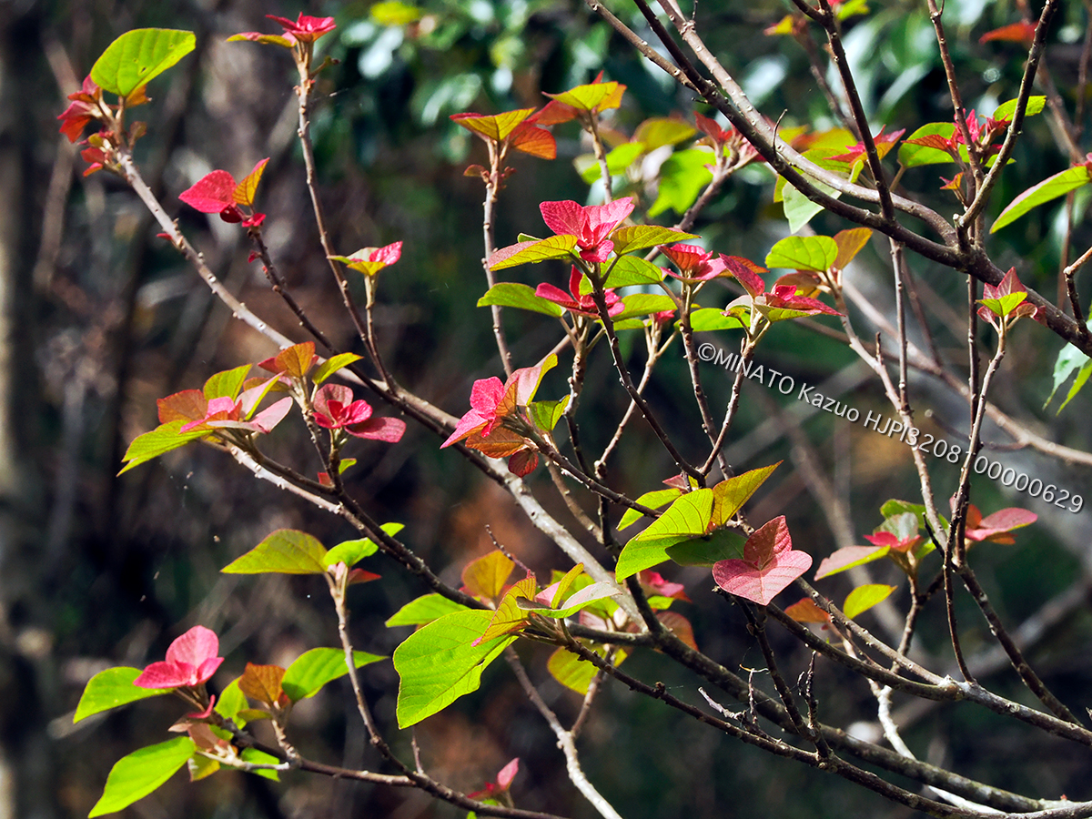 アkメガシワ芽吹き