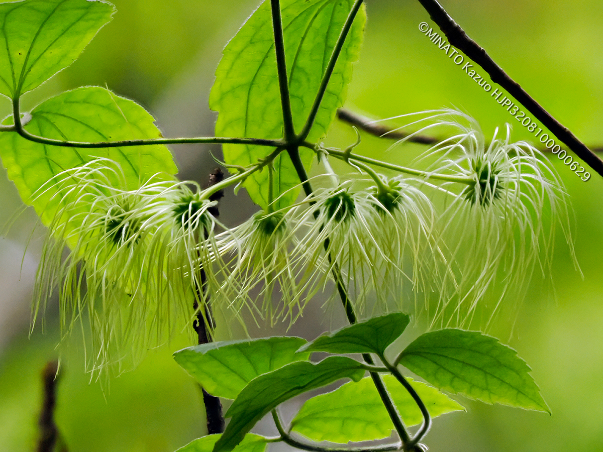 ビロードボタンヅル