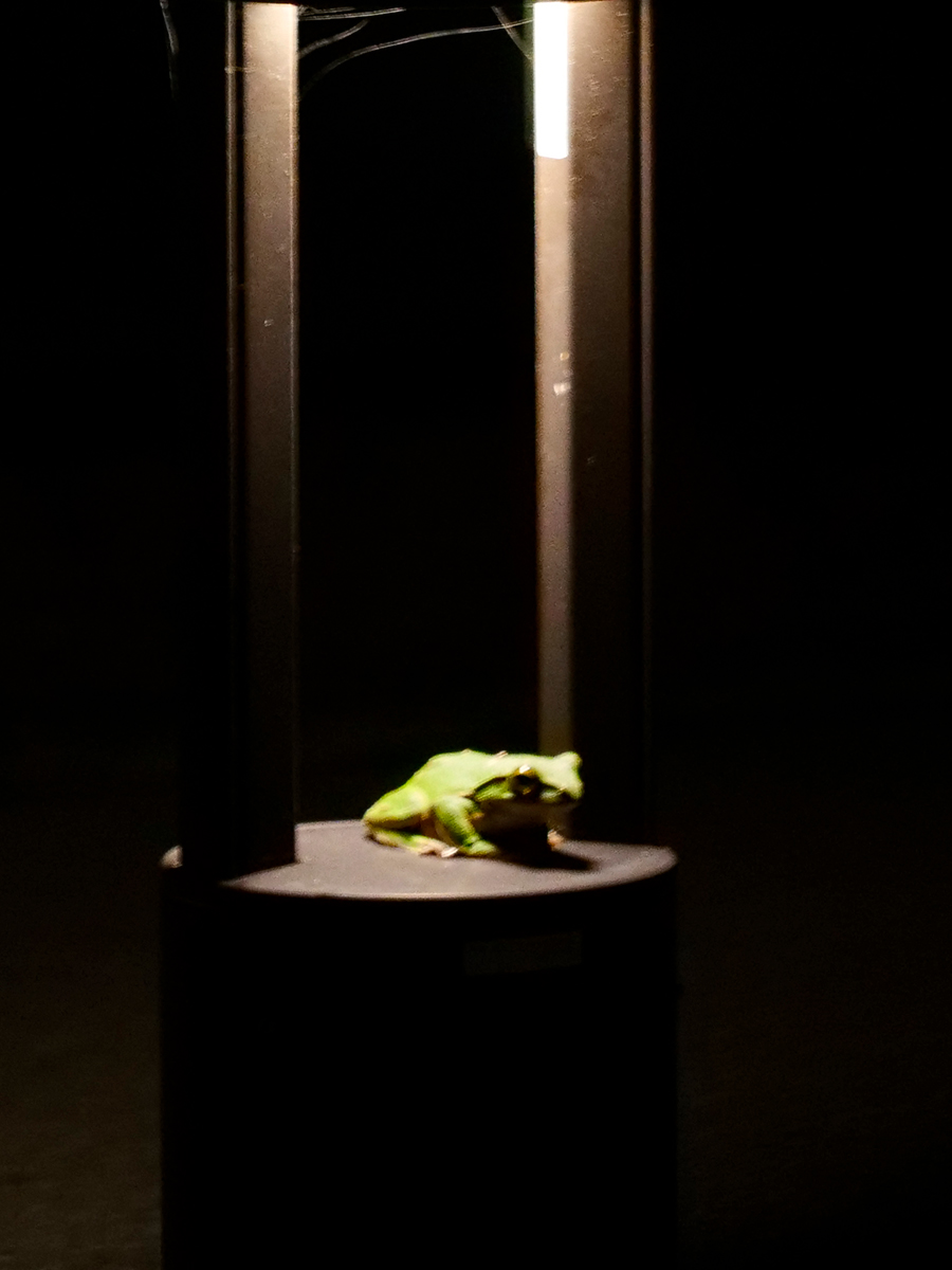 オキナワアオガエル