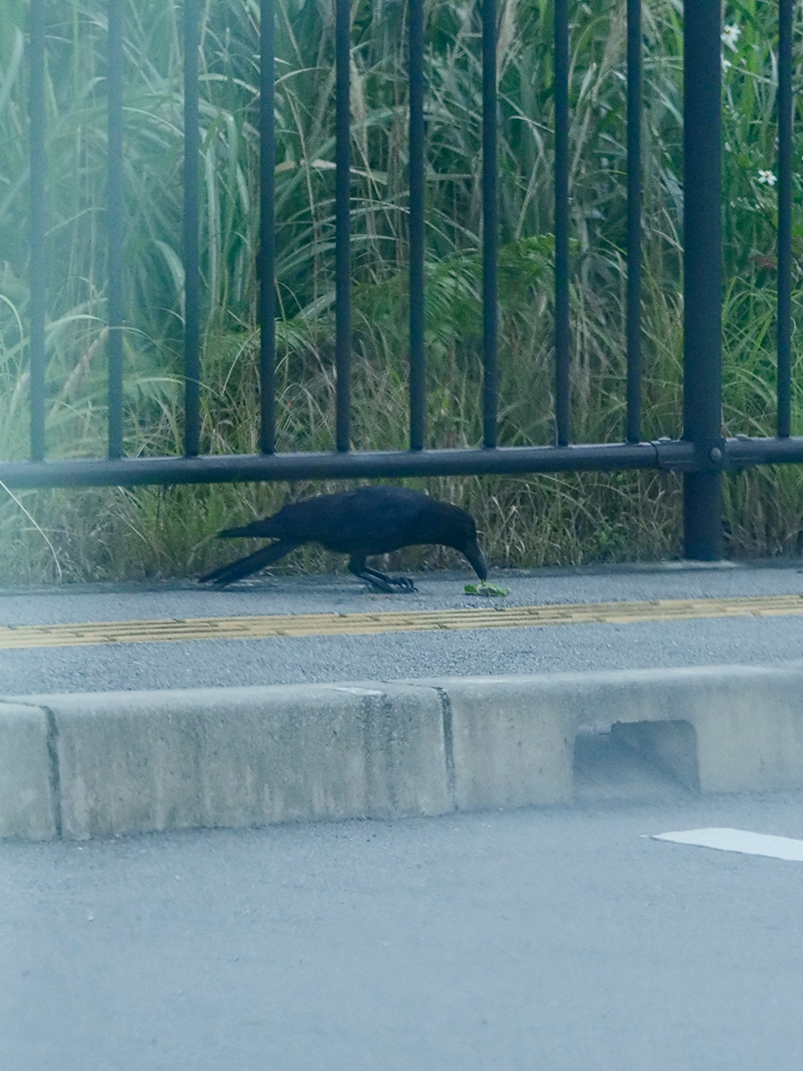 リュウキュウハシブトガラス