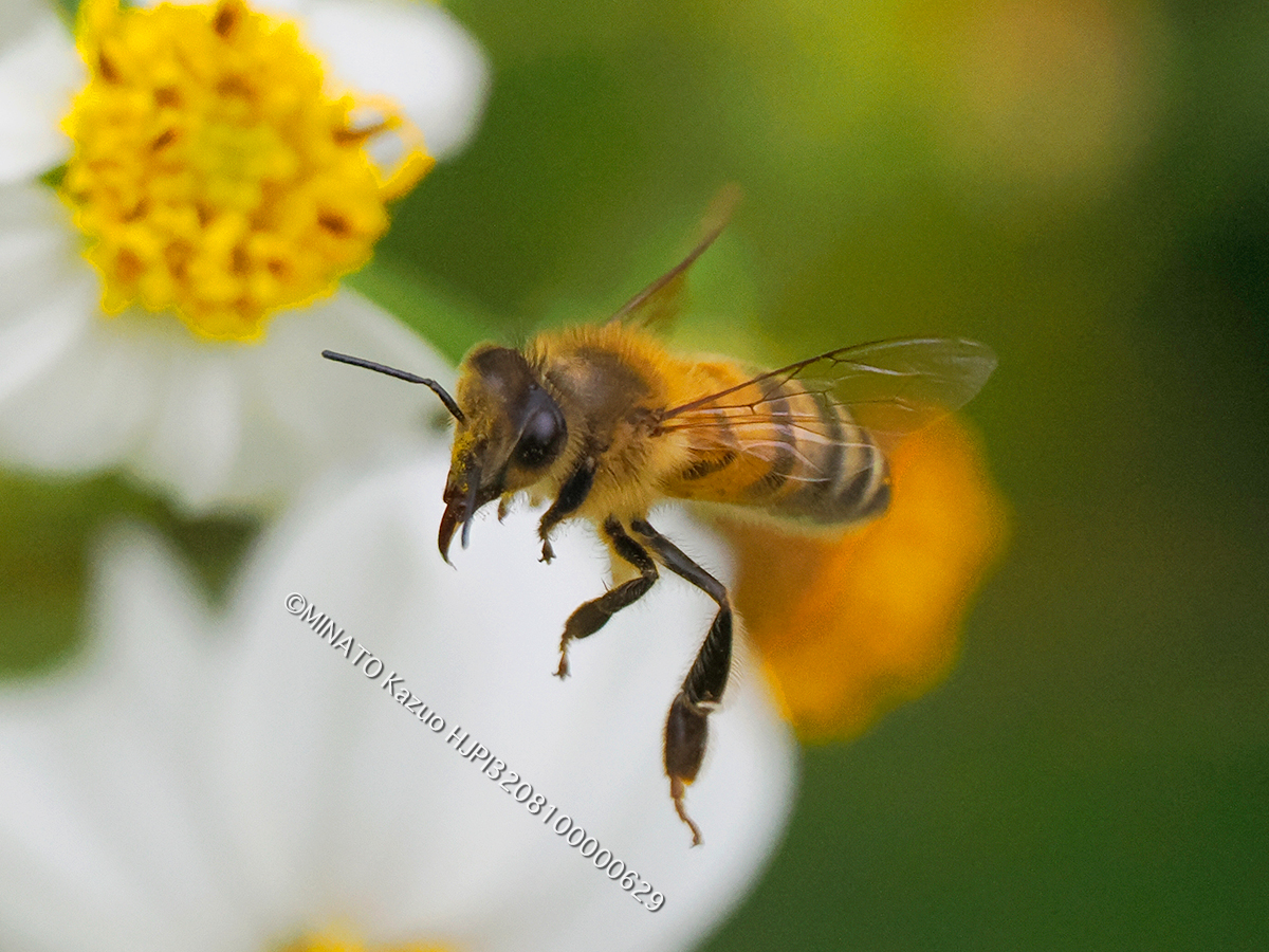 セイヨウミツバチ