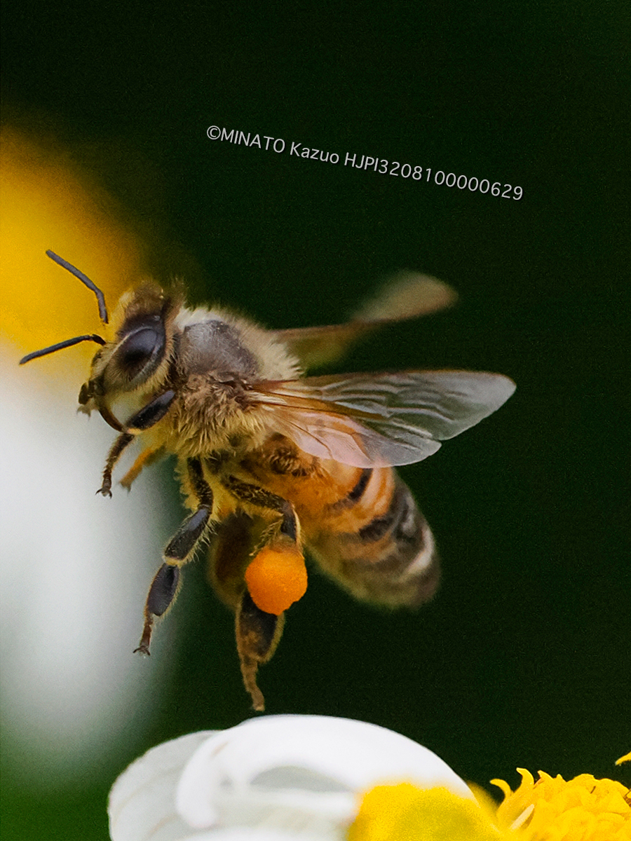 セイヨウミツバチ