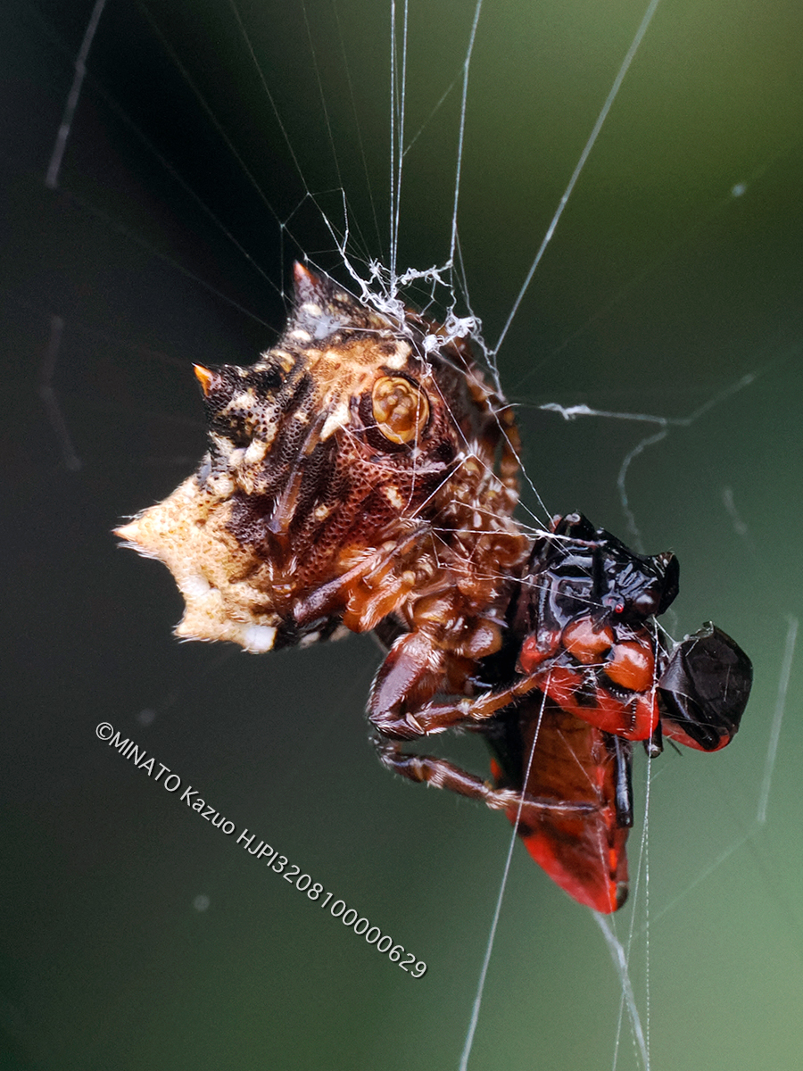 チブサトゲグモ