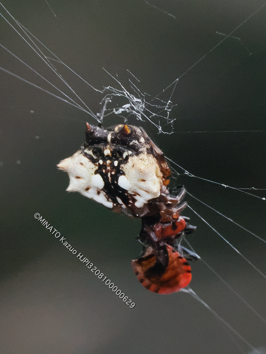 チブサトゲグモ