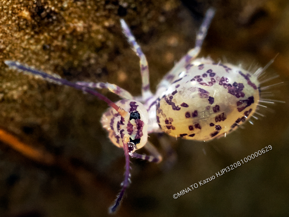 ニシキマルトビムシの1種・成体