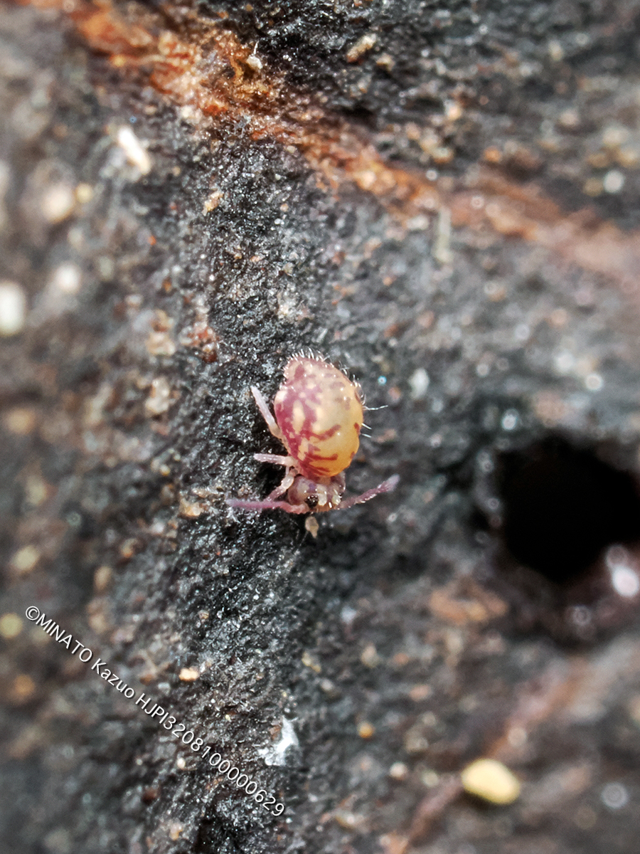 ニシキマルトビムシの1種・幼体