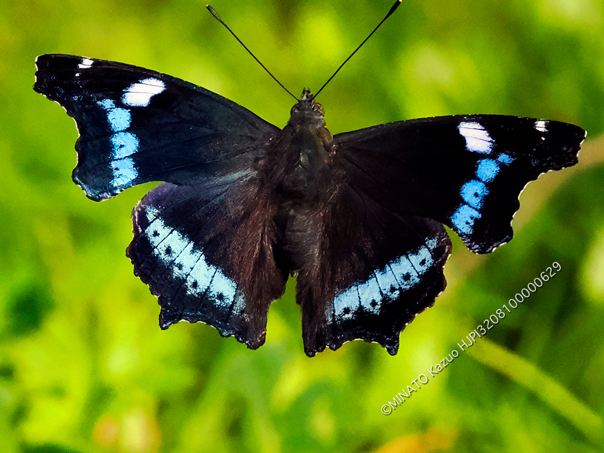 ルリタテハ