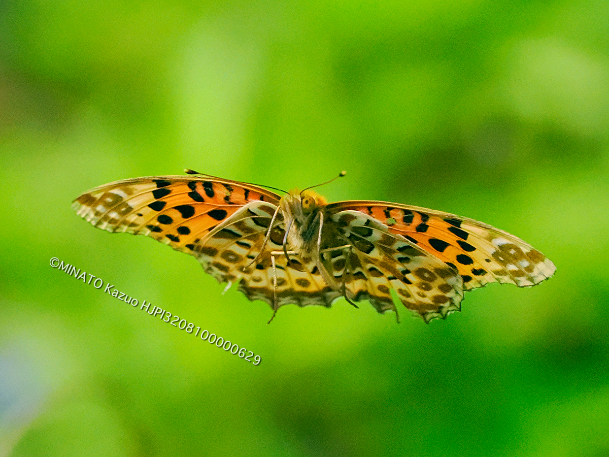 ツマグロヒョウモン雄