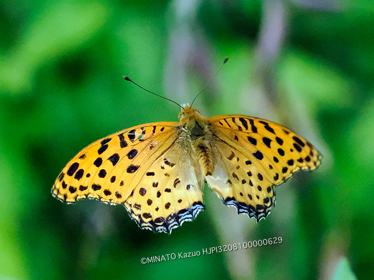 ツマグロヒョウモン雄