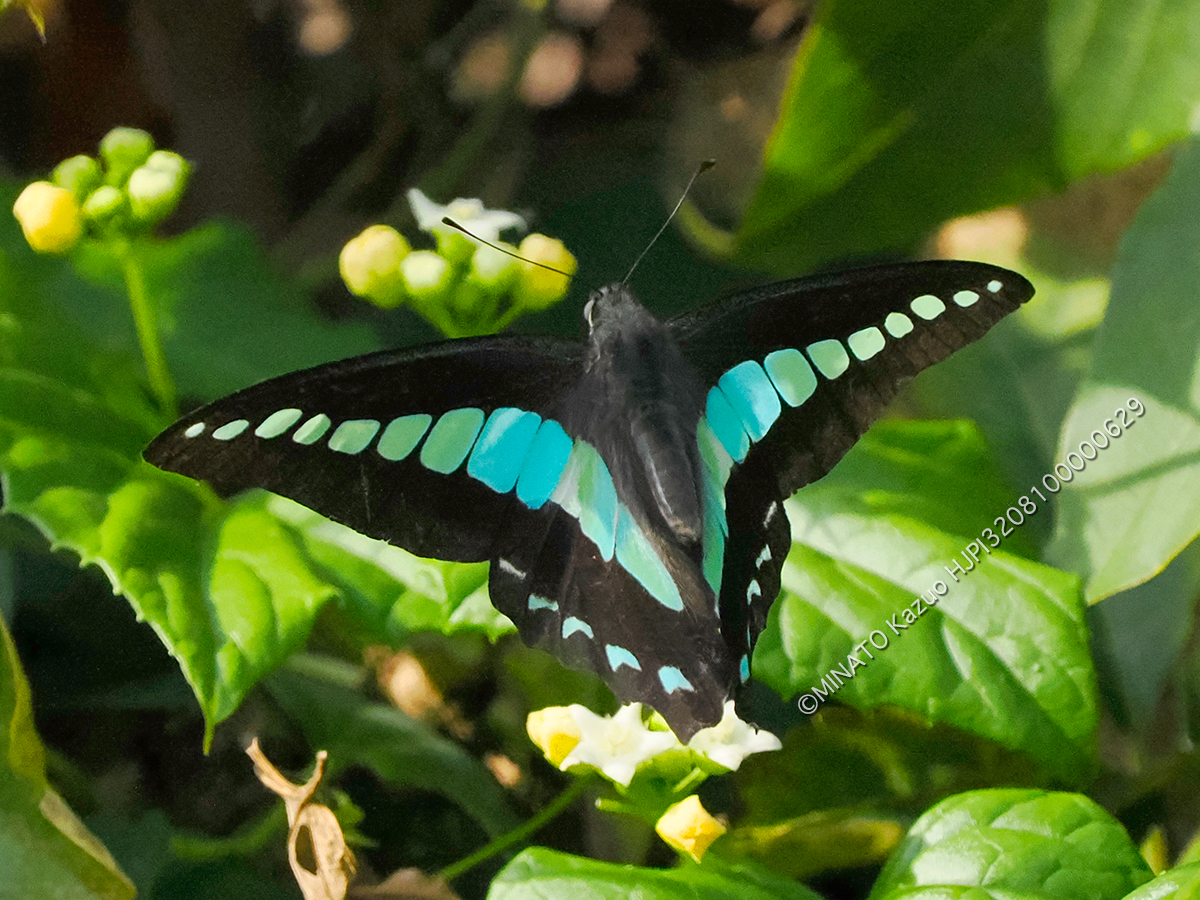 アオスジアゲハ