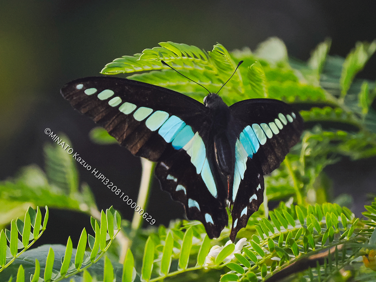 アオスジアゲハ