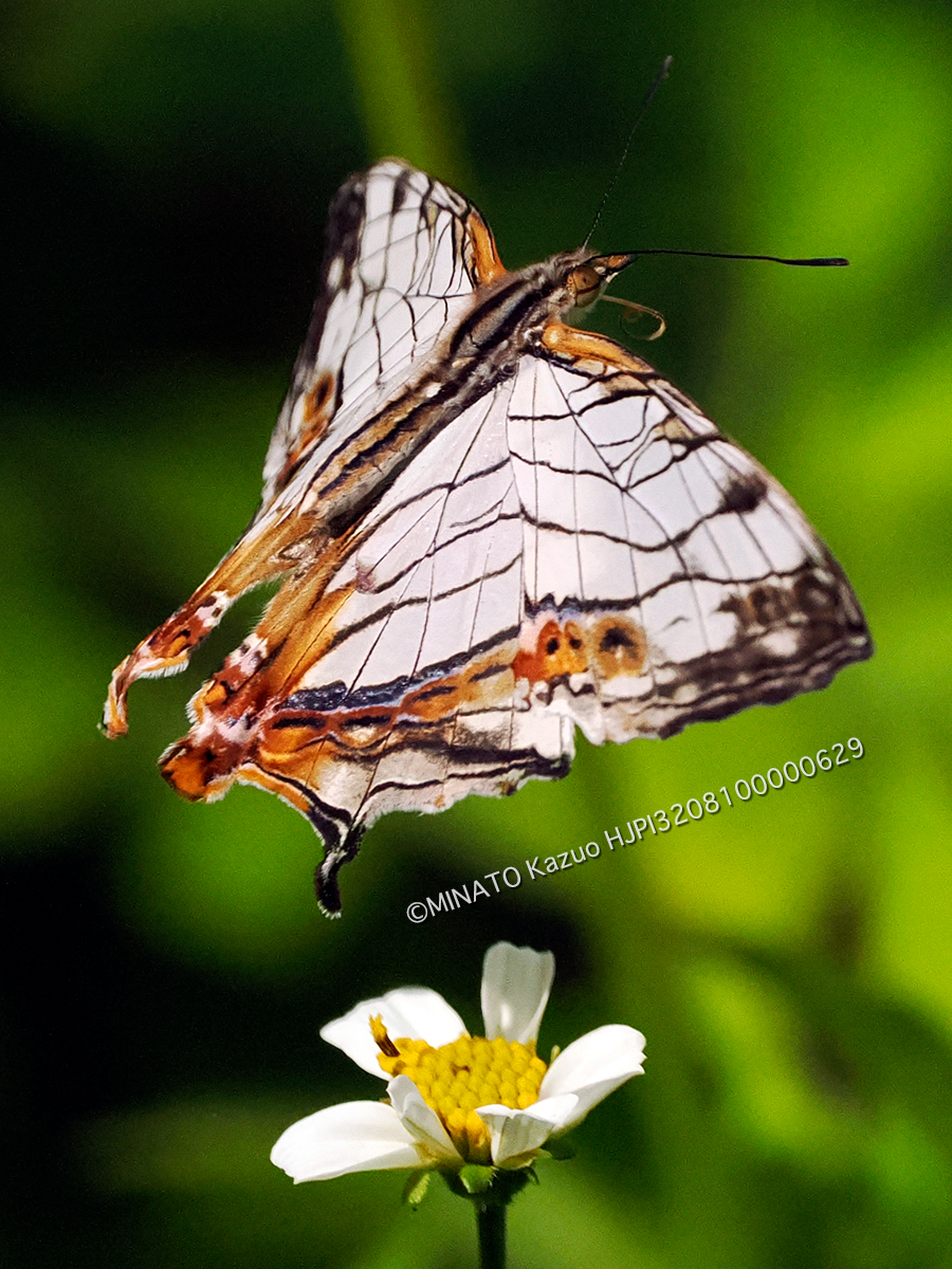 イシガケチョウ