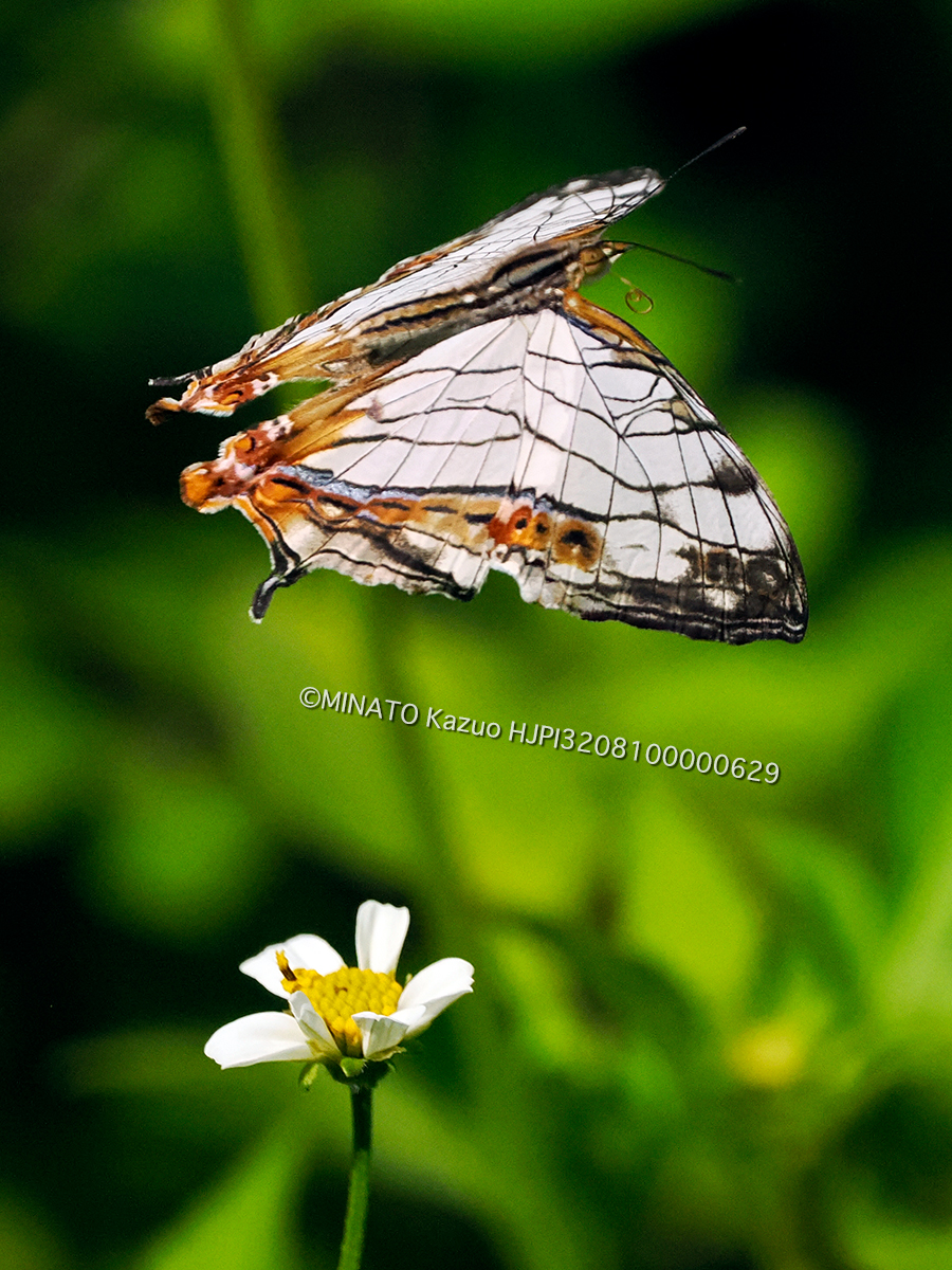 イシガケチョウ