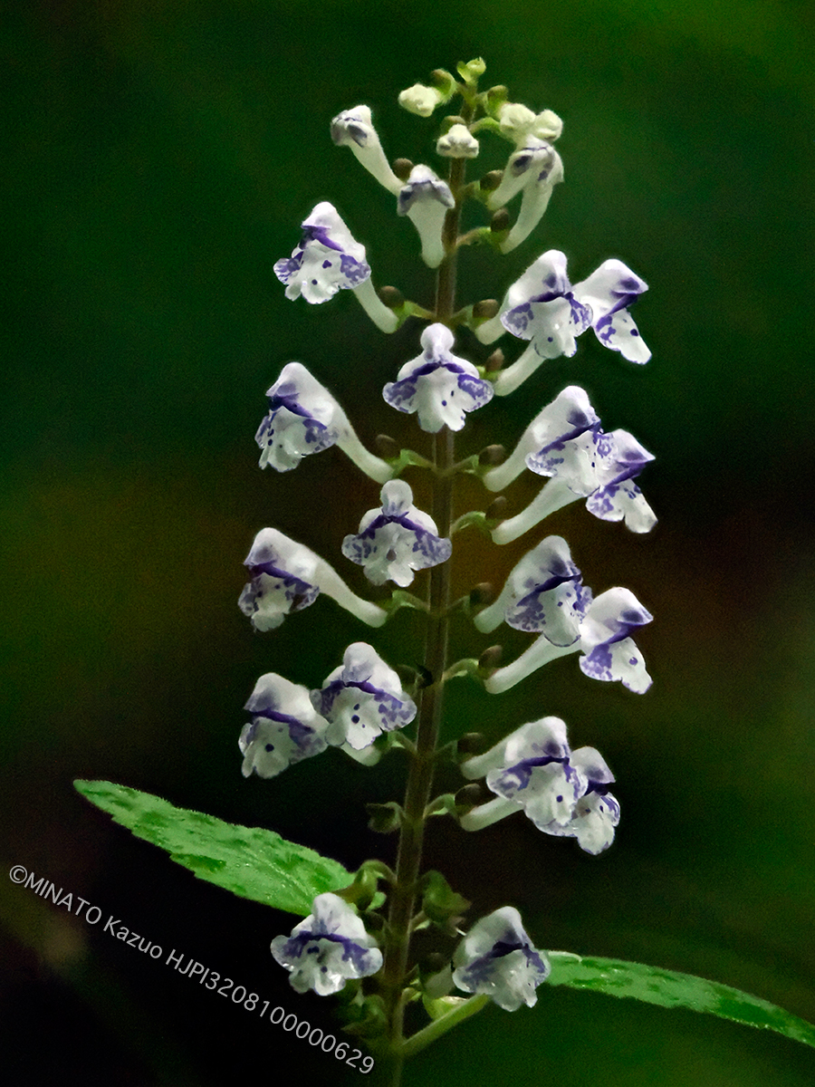 アカボシタツナミソウ