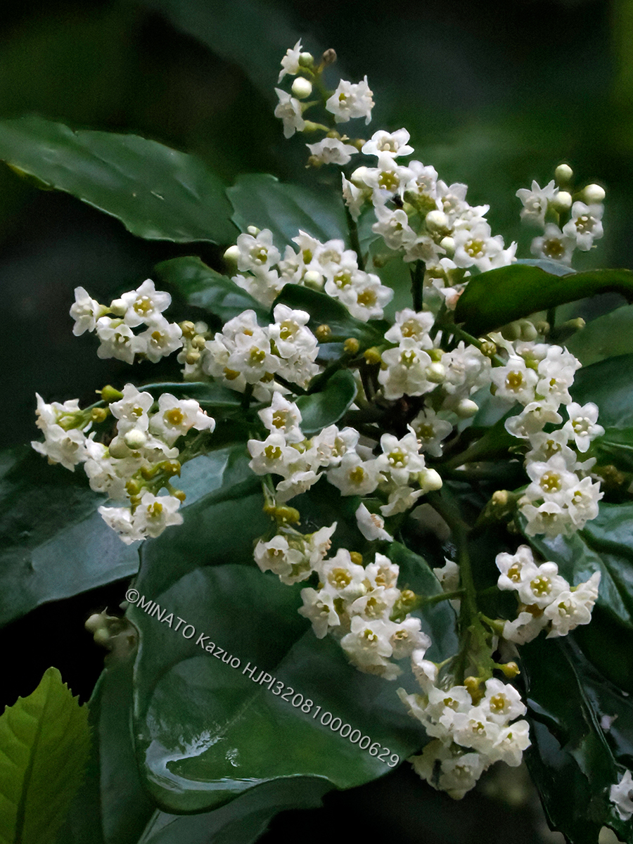 シマイズセンリョウ