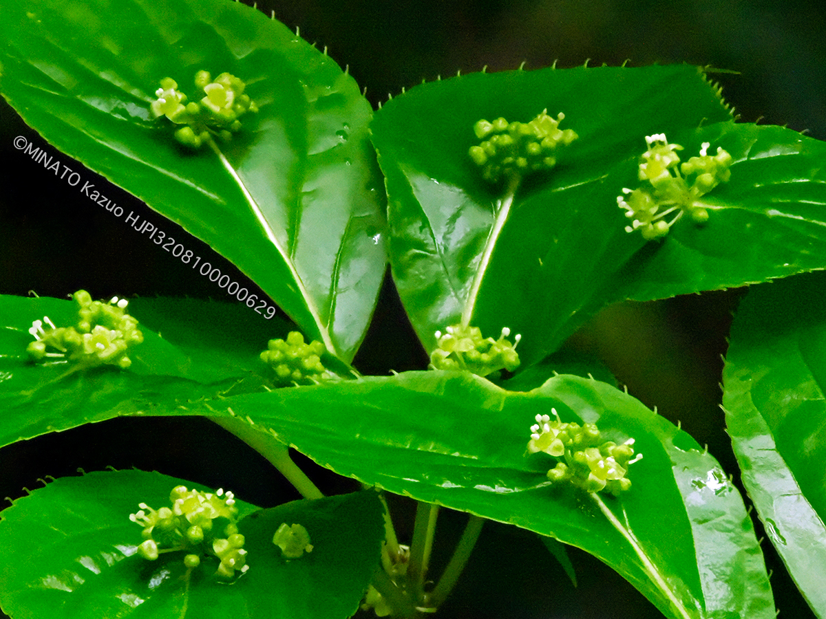 リュウキュウハナイカダ雄花