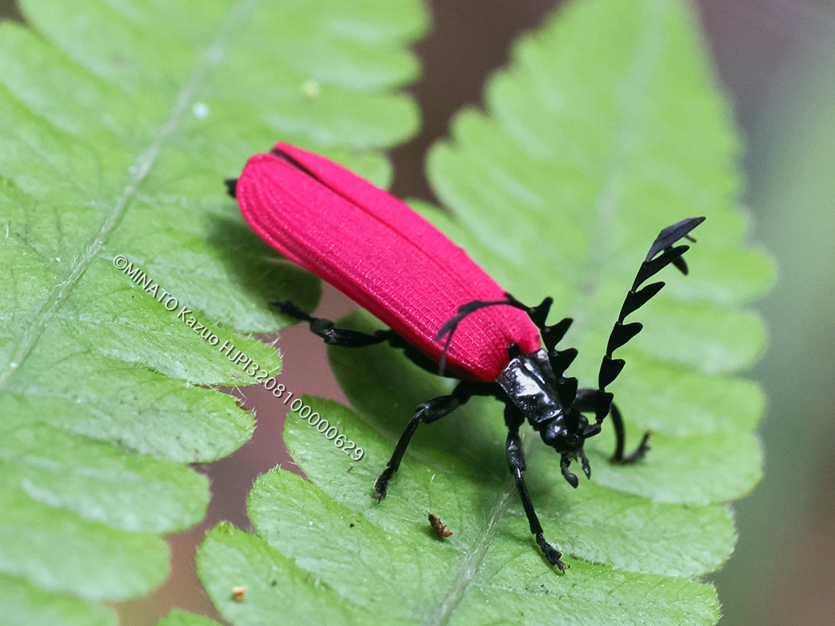 オオシマカクムネベニボタル