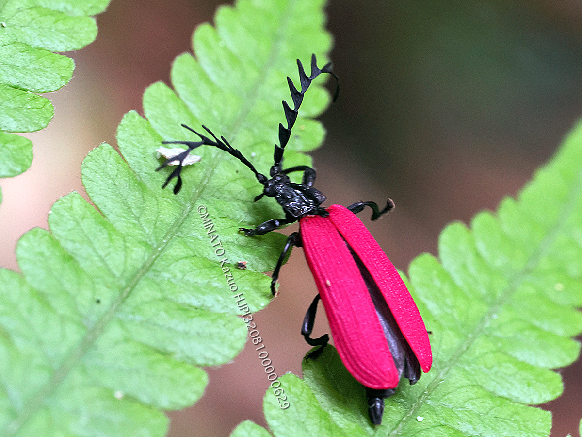 オオシマカクムネベニボタル