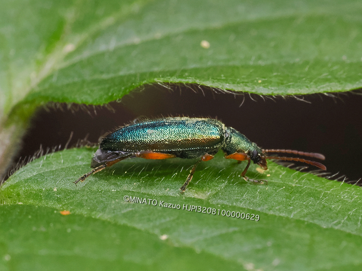 アマミアオハムシダマシ