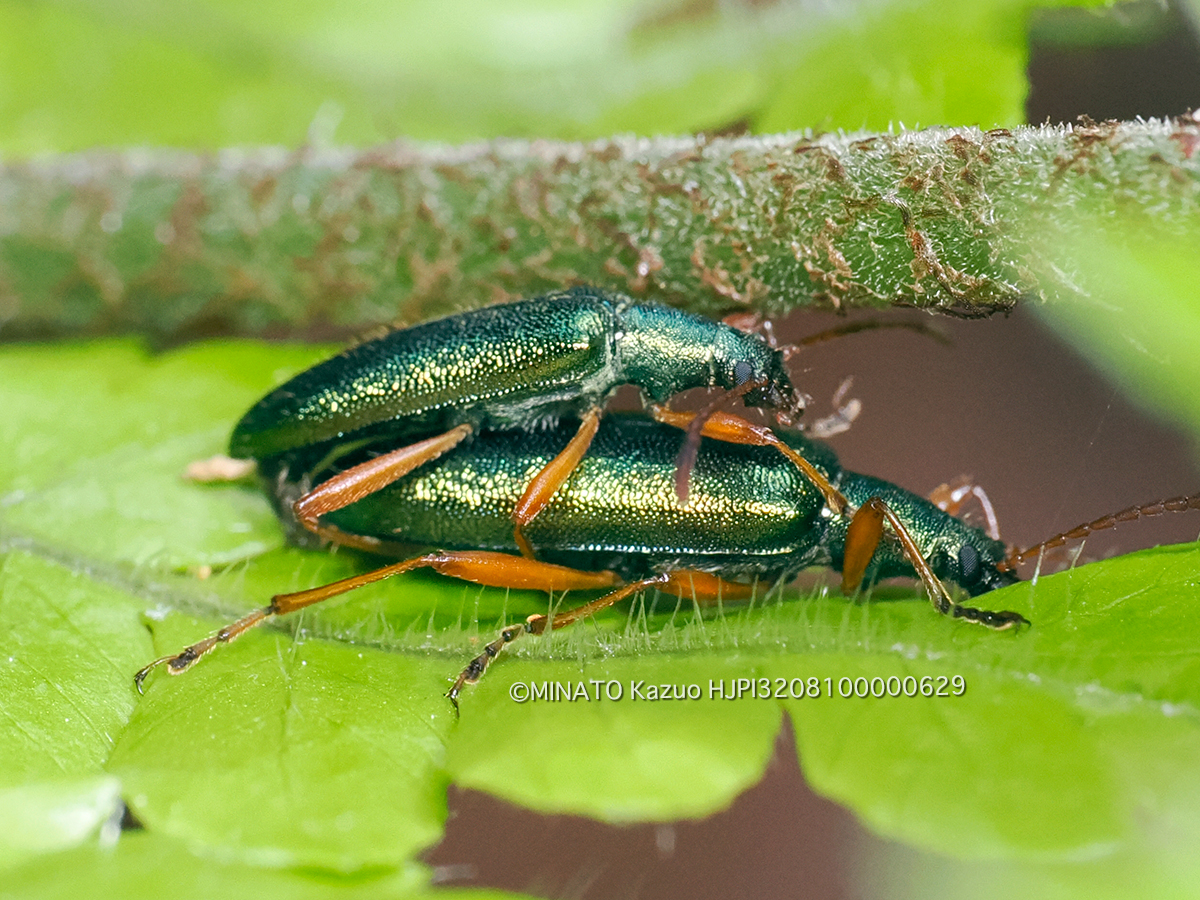アマミアオハムシダマシ