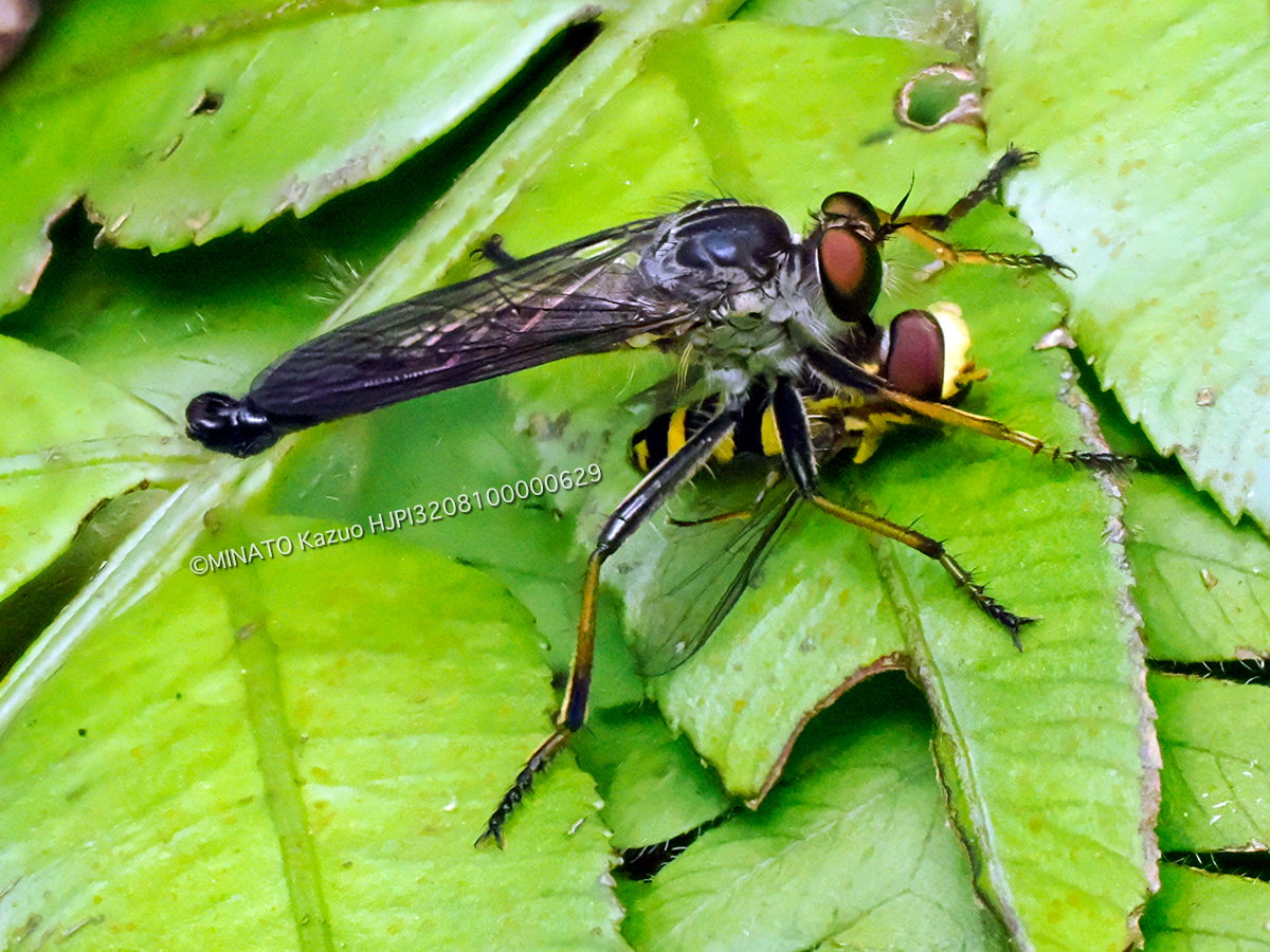 マガリケムシヒキの1種