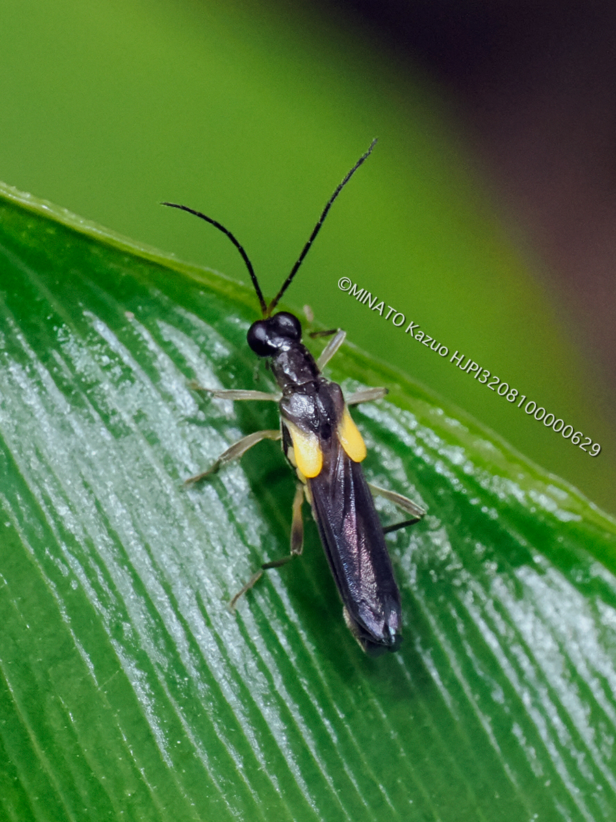 アマミオオメコバネジョウカイ