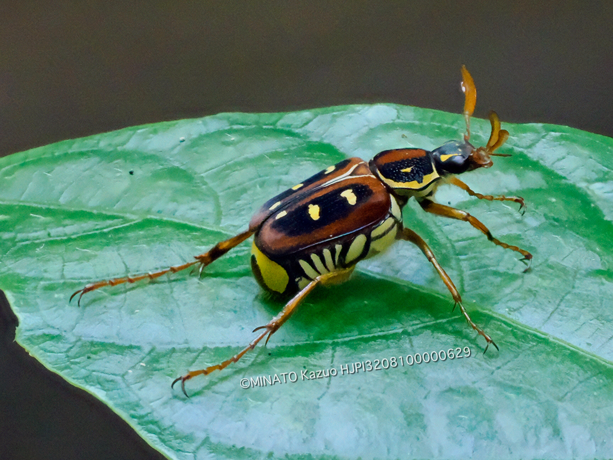 オキナワトラフハナムグり褐色型雄