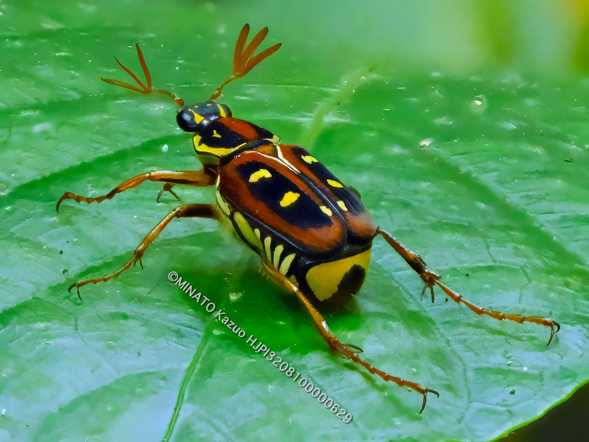オキナワトラフハナムグり褐色型雄