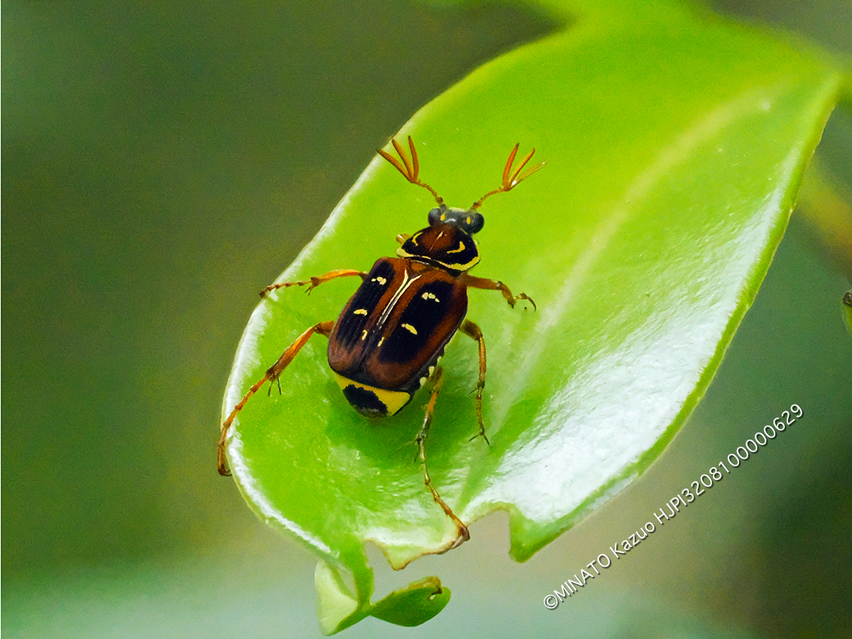 オキナワトラフハナムグり褐色型雄