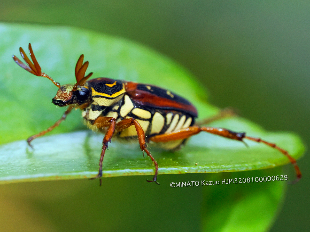オキナワトラフハナムグり褐色型雄