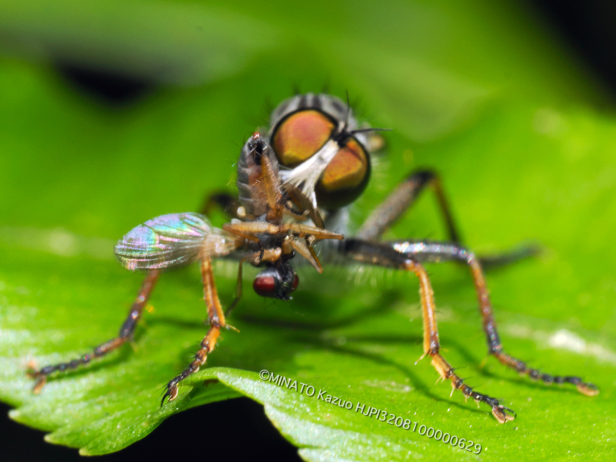 マガリケムシヒキの1種