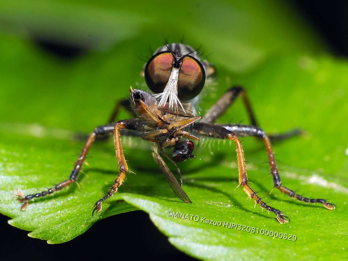 マガリケムシヒキの1種