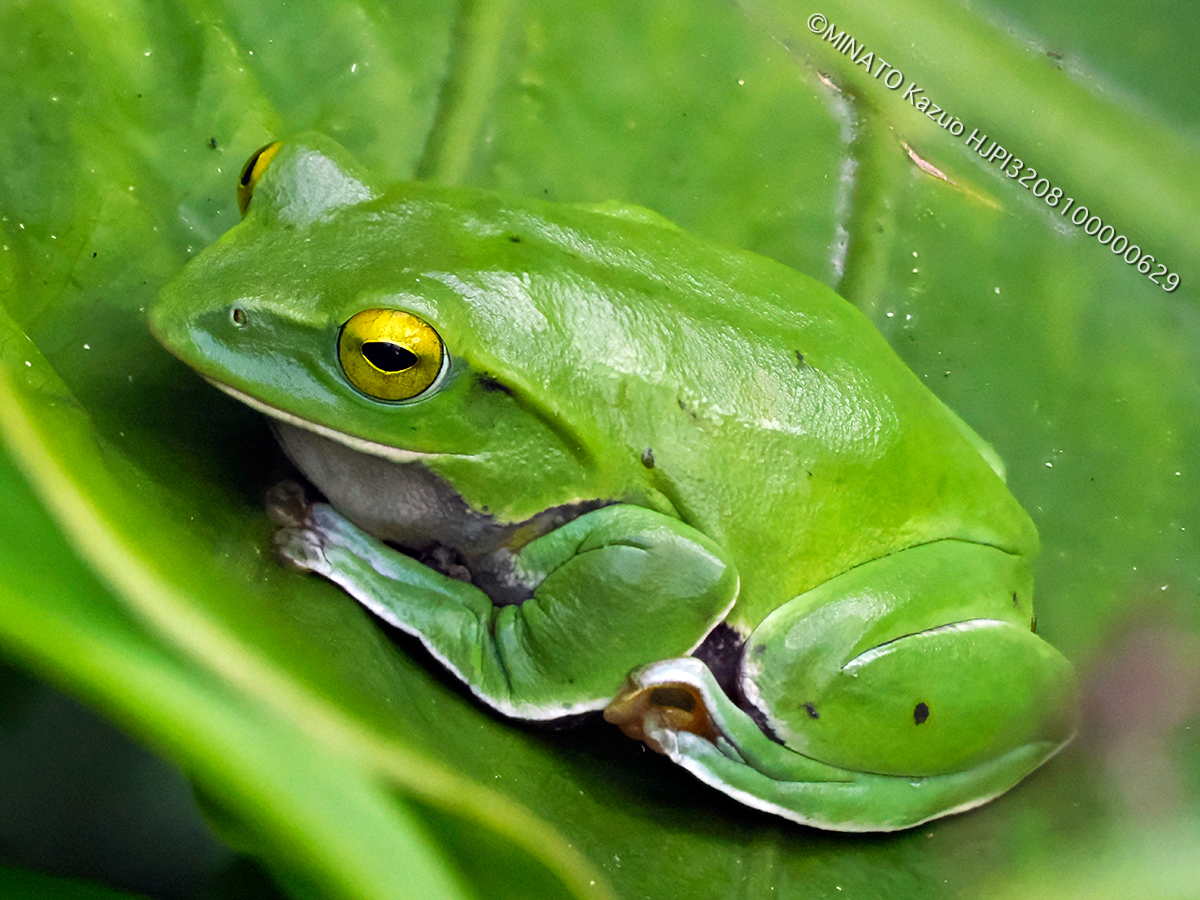 オキナワアオガエル