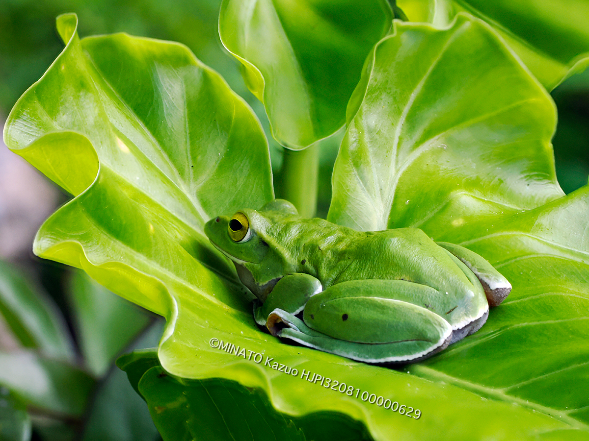 オキナワアオガエル