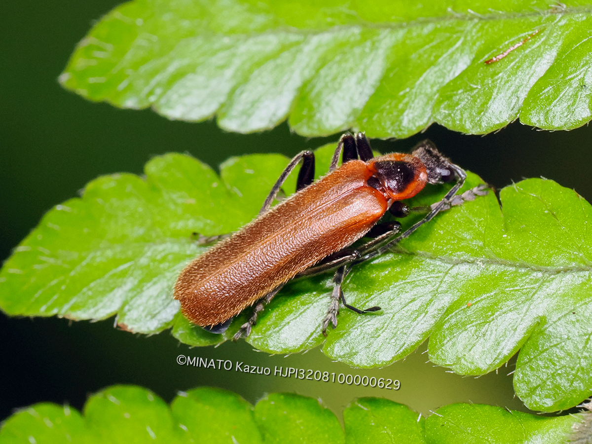 リュウキュウマルムネジョウカイ