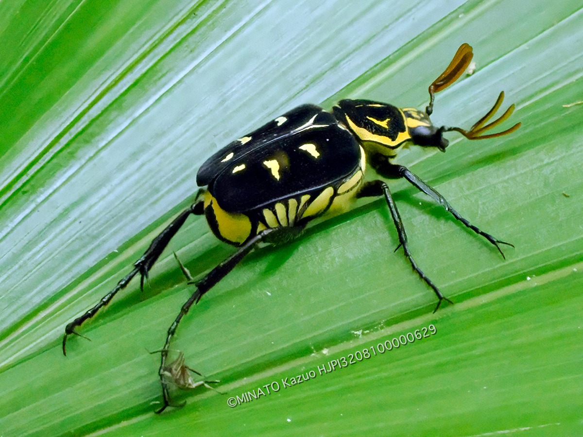オキナワトラフハナムグり黒色型雄