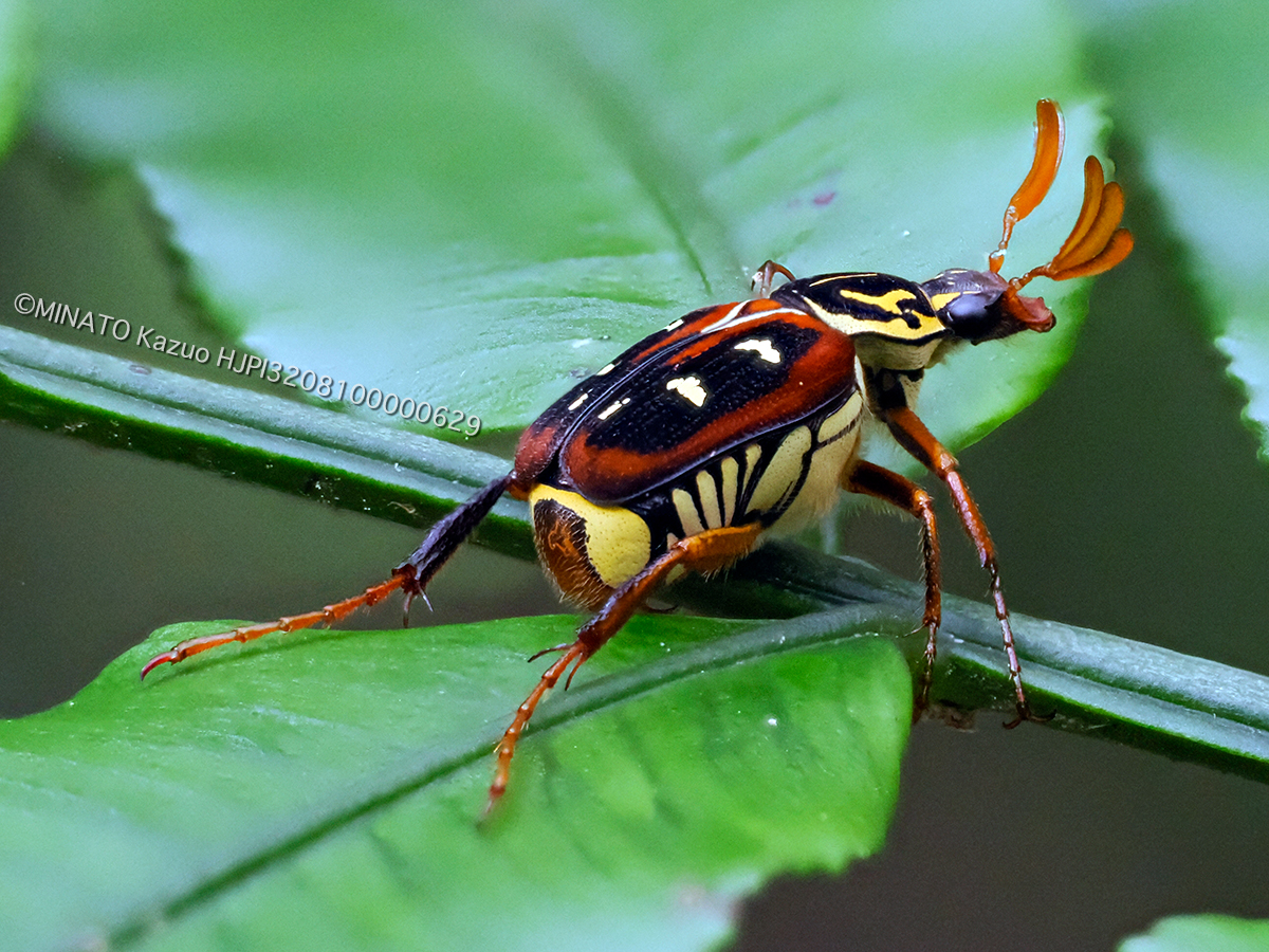 オキナワトラフハナムグり褐色型雄