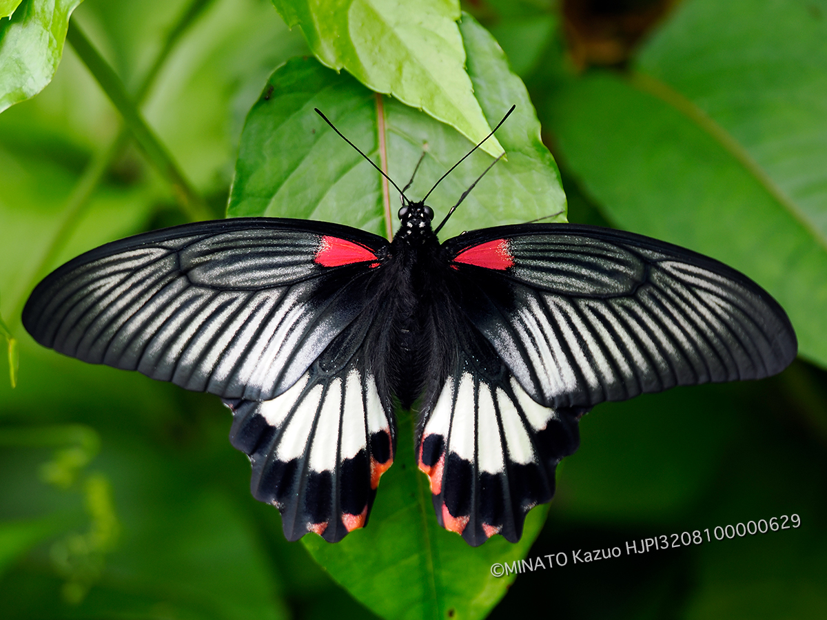 ナガサキアゲハ雌