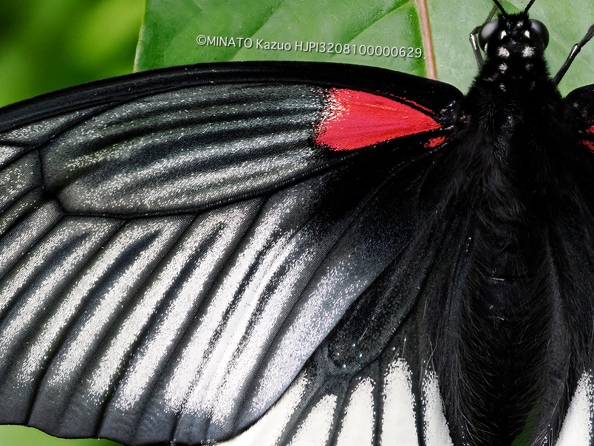 ナガサキアゲハ雌