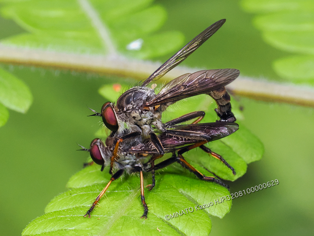 マガリケムシヒキの1種