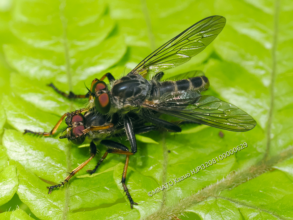 マガリケムシヒキの1種
