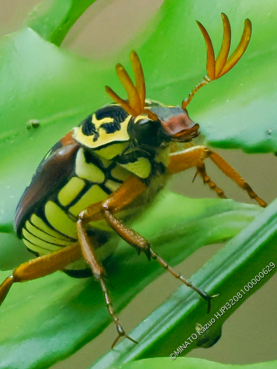 オキナワトラフハナムグり褐色型雄