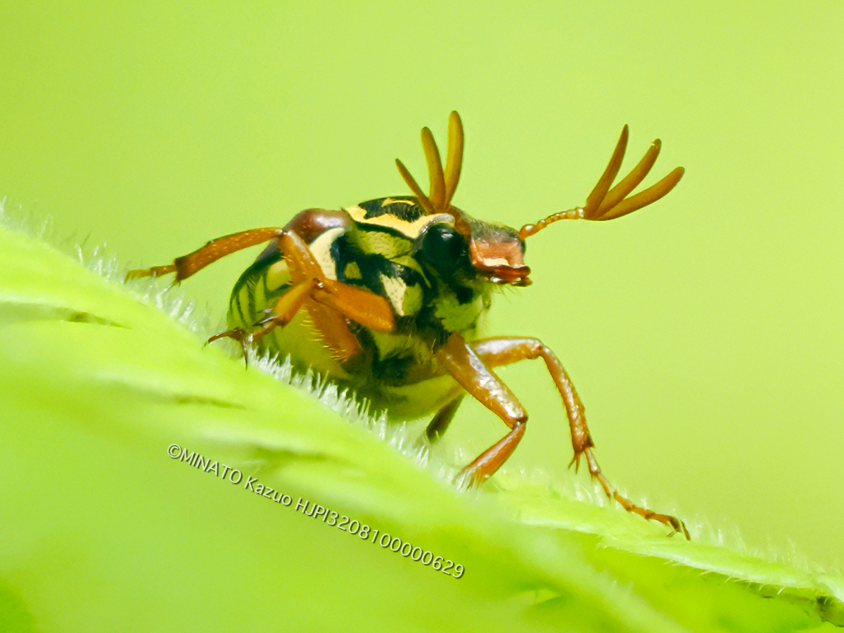 オキナワトラフハナムグり褐色型雄