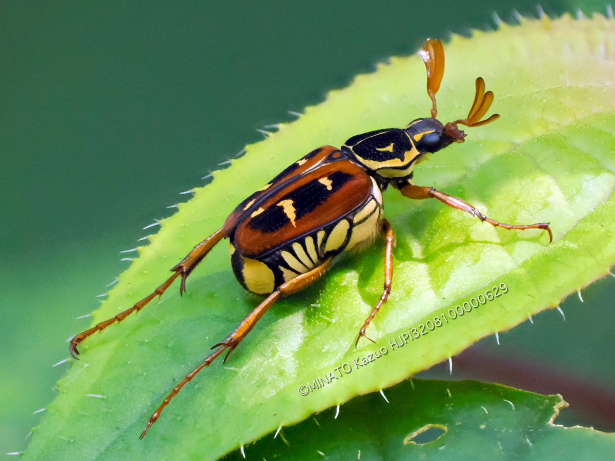 オキナワトラフハナムグり褐色型雄