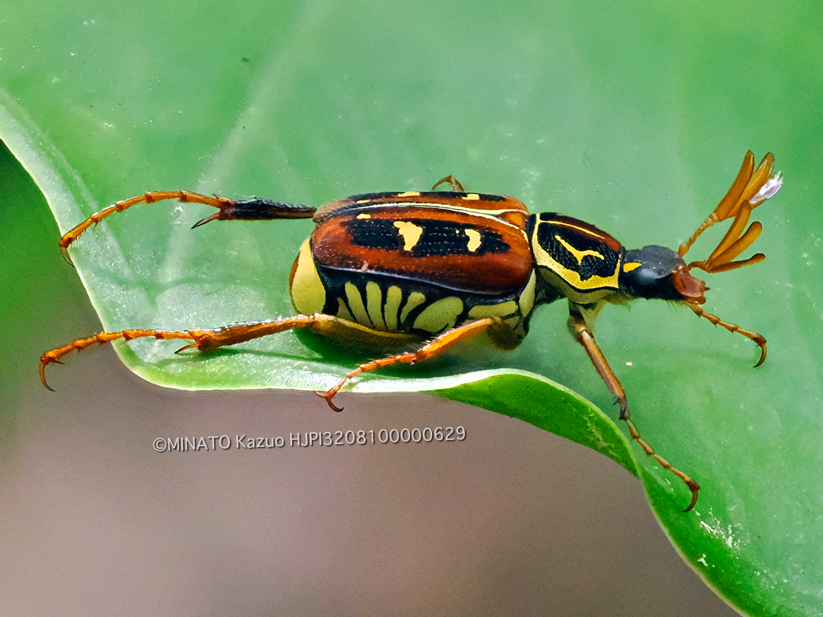 オキナワトラフハナムグり褐色型雄